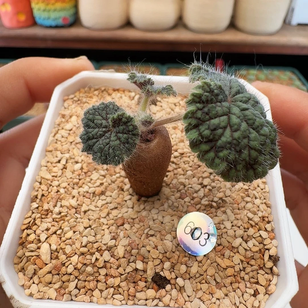 多肉植物福利风铃巴利克洋葵603