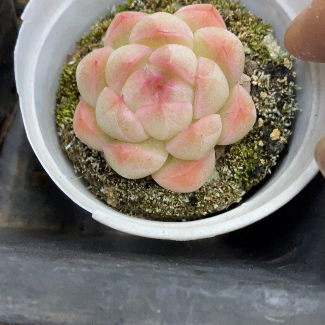 精品多肉、物一拍不包整73