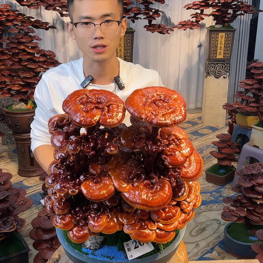 无花朵888888888889