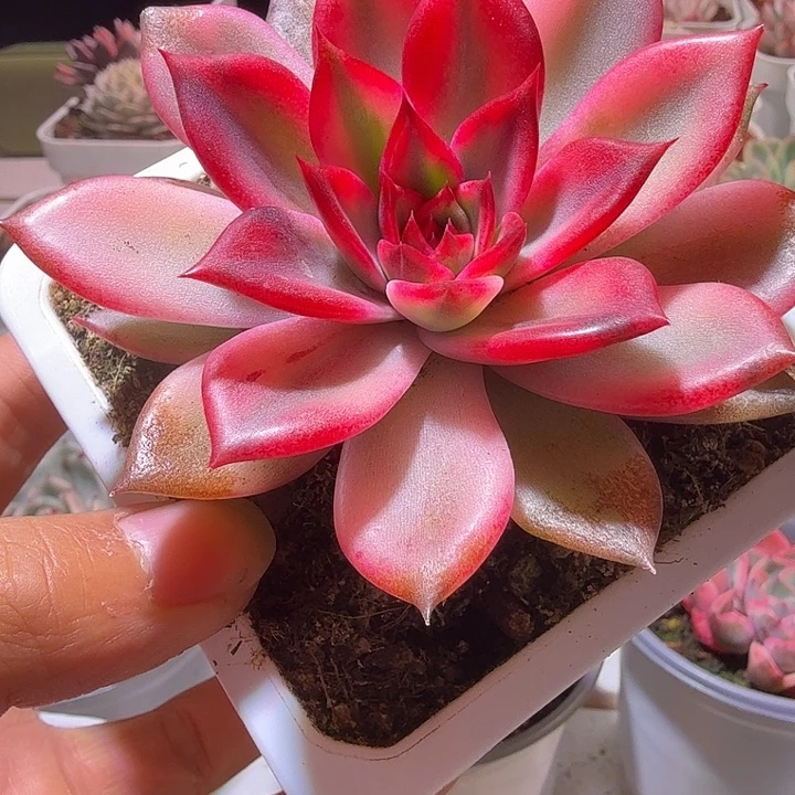 火焰山锦多肉植物