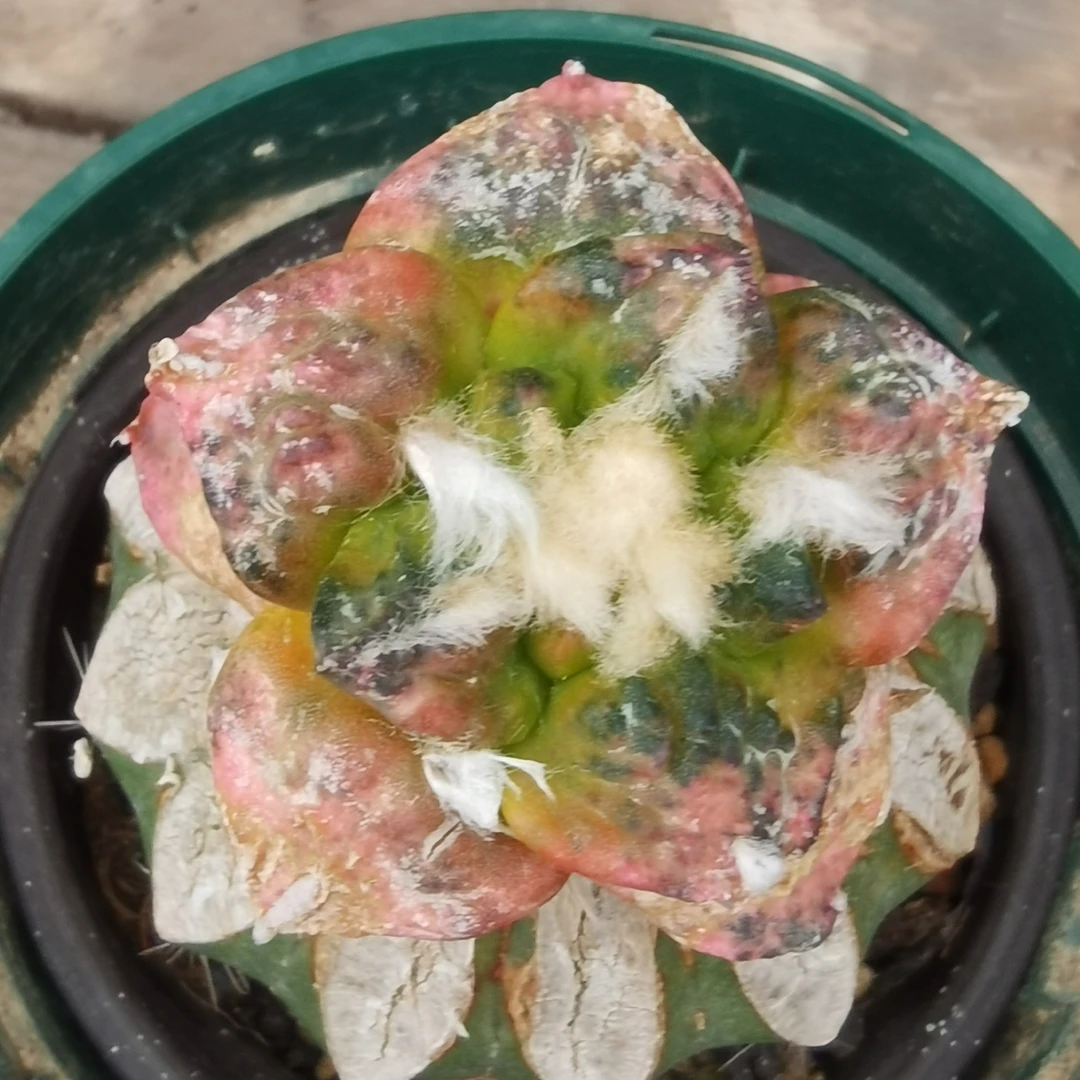 连山牡丹仙人球锦一物一拍 偏远地区不包邮 只包开箱黑腐视频