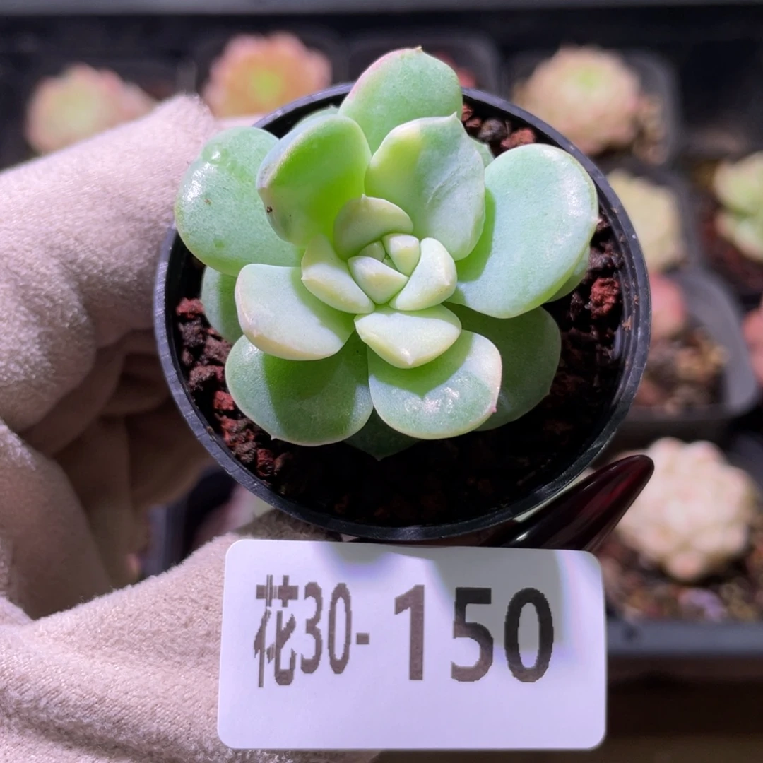 花利美30-150新品锦