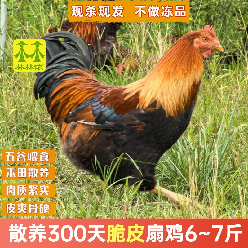 清远扇鸡6~7斤 现杀现发阉鸡广东清远鸡走地鸡新鲜农家散养脆皮鸡