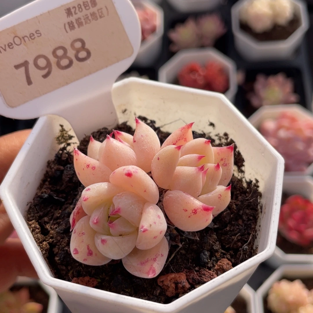 白拉糖7988-5.0厘米