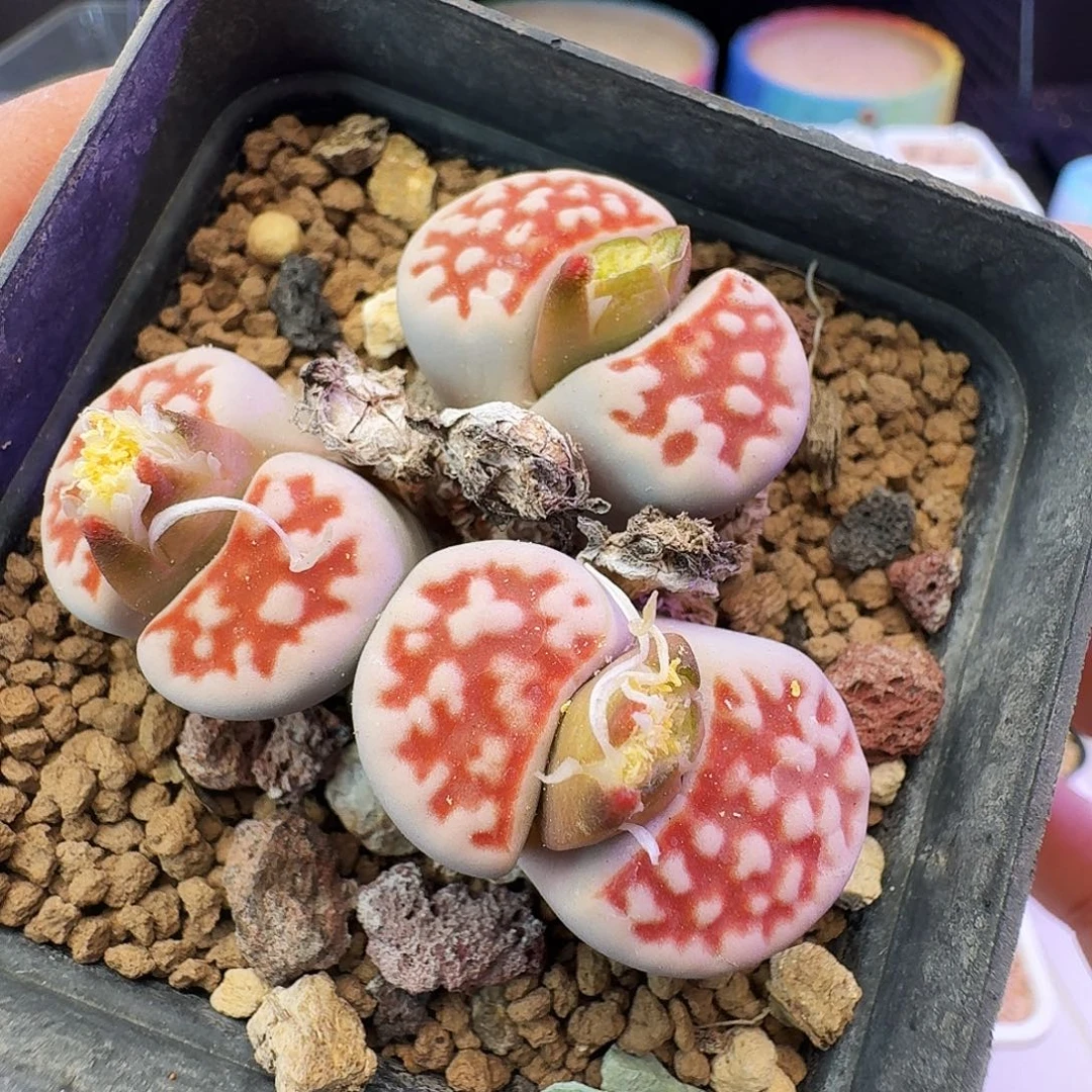 多肉植物福利生石花47