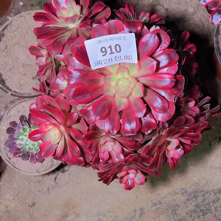 雁910美杜莎多肉植物