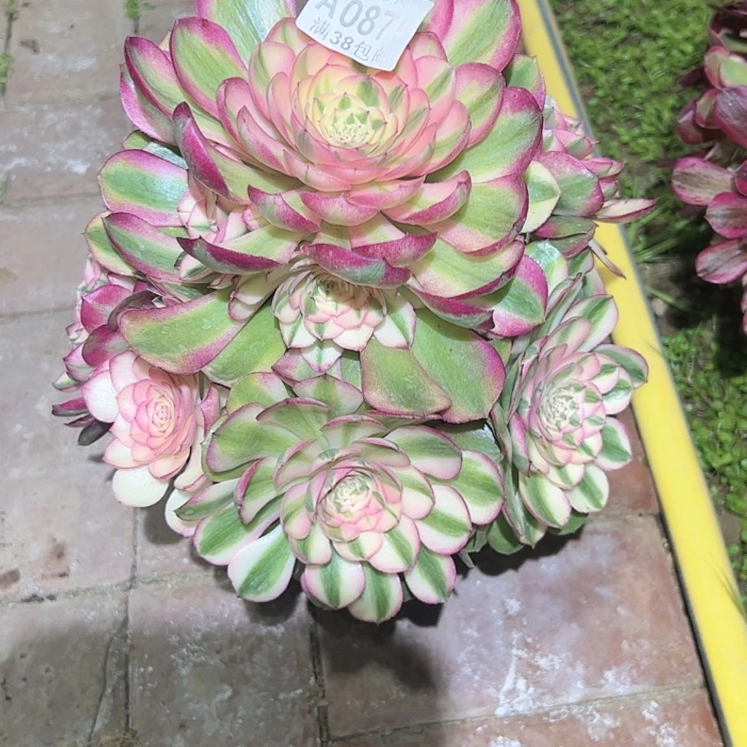 【闪购商品】喵*875荔枝多肉