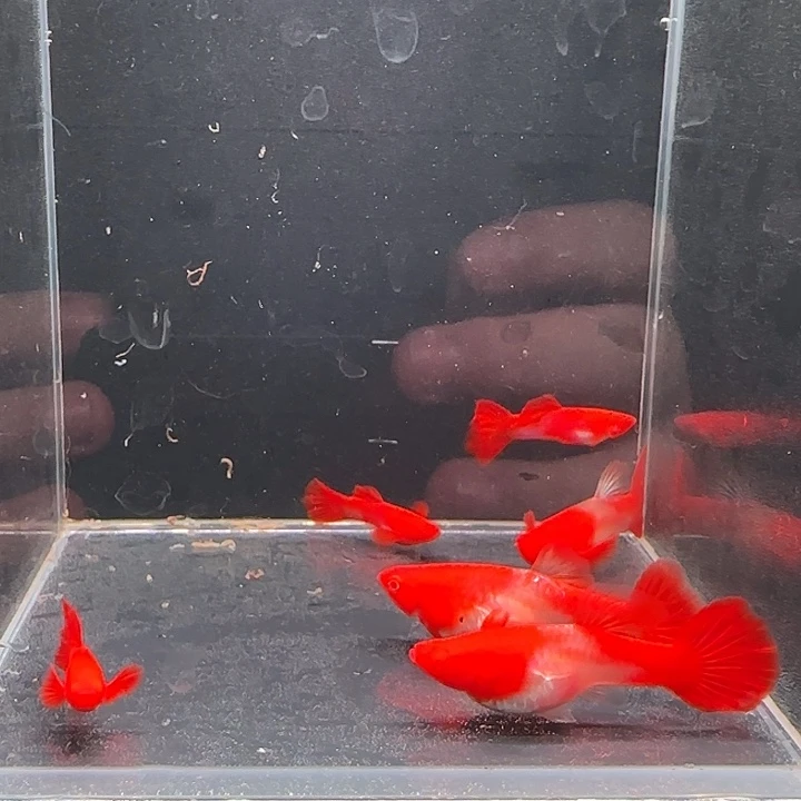 孔雀鱼蓝力度10条