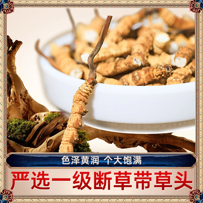【严选虫草】一级带草头断草-25年头期新断草冬虫夏草自用泡酒煲汤