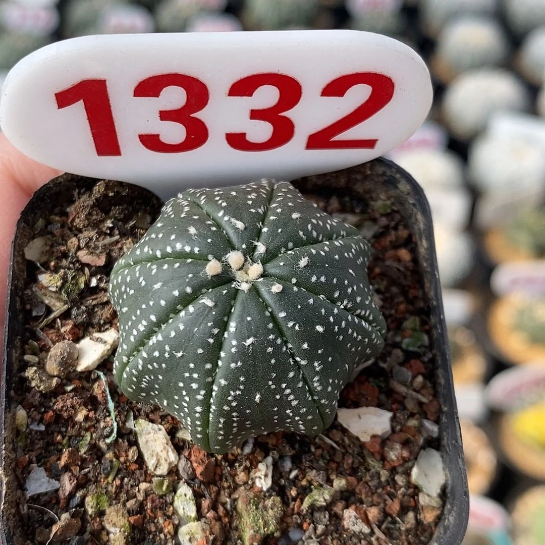 1332细雪海星系列福利来袭