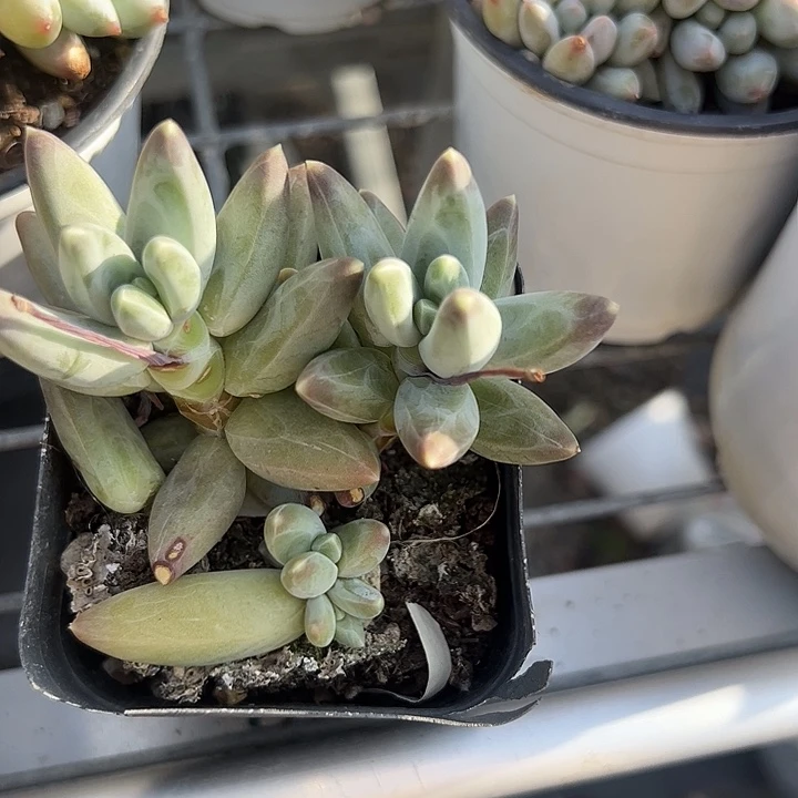 凤羽多肉植物精品