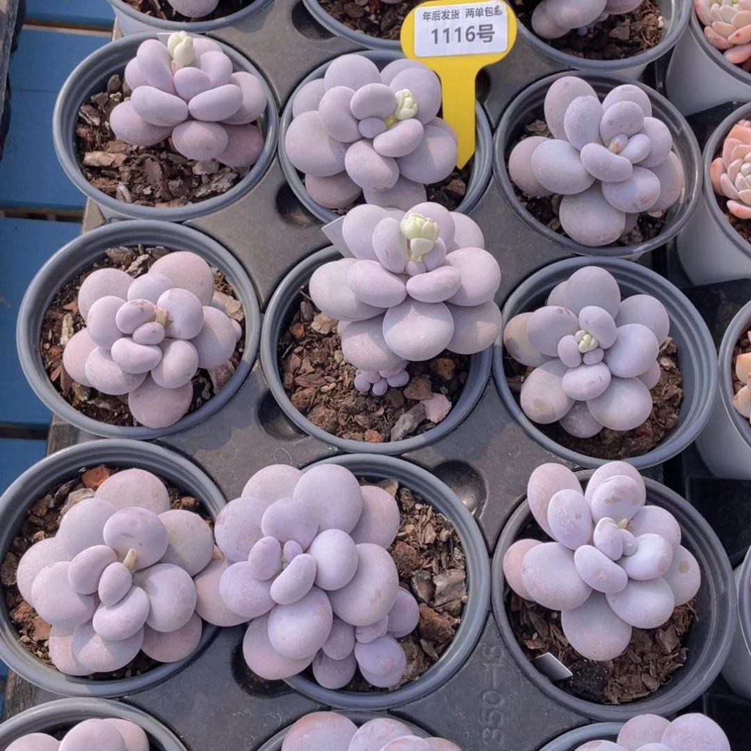 1116号水光针原始奶单头一个