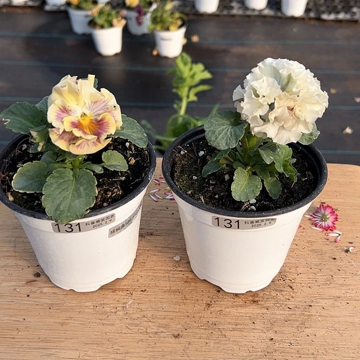 水晶抖音直播闪拍131