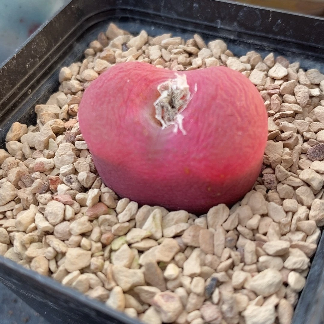 27148大蟠桃带盆一颗