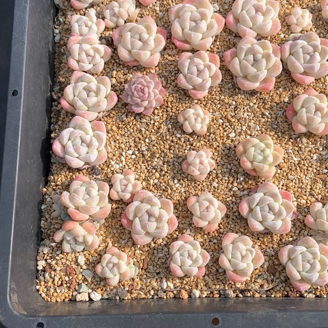 财****宠糟品多肉一物一拍不包整