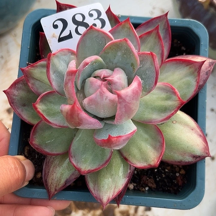 惊鸿惊鸿惊鸿283叶展12默认裸根发货