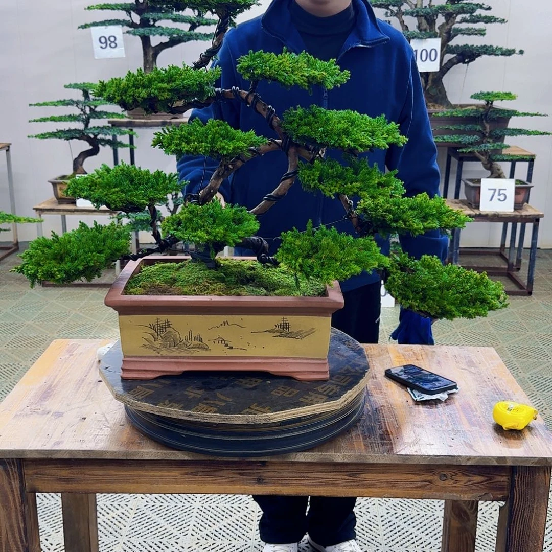 无花朵柏树造型盆景