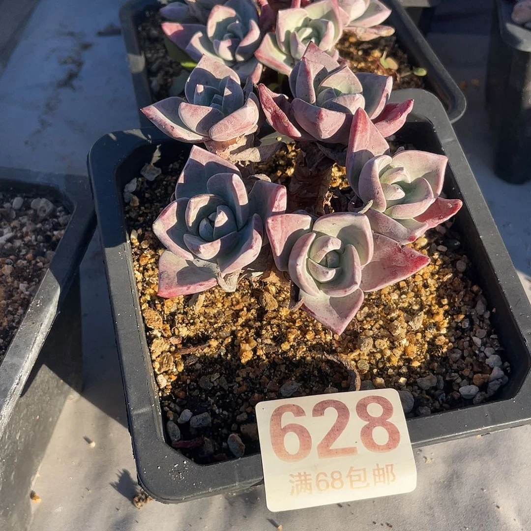 晨溪园艺仙女杯呀