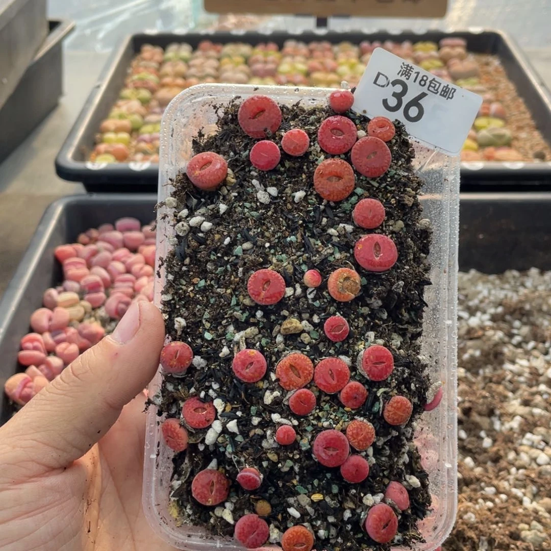 红陶000000000000000036