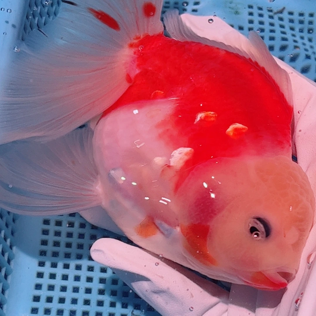 狮头鱼直播间一物一拍