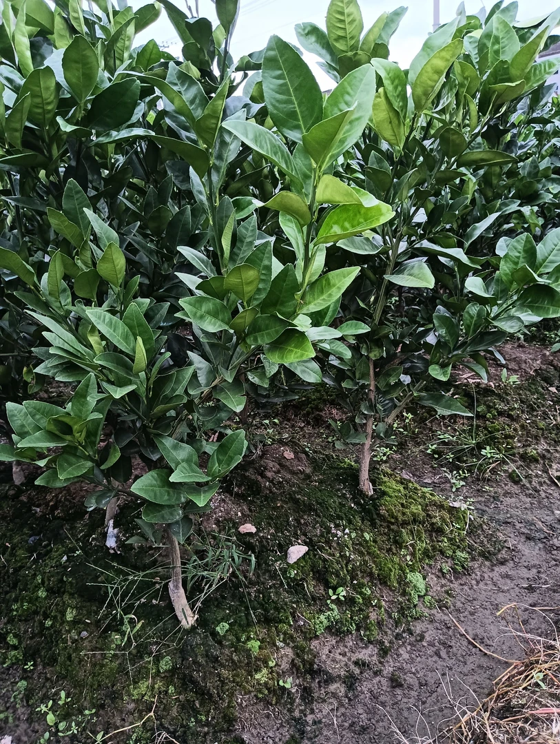 两年葡萄柚，黄金贡柚，绿植室内外阳台可种植