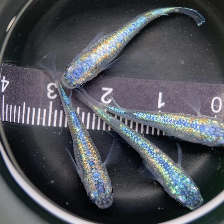 海水鱼阿玲青鳉32号