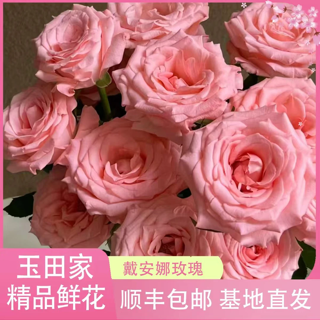 戴安娜玫瑰    居家办公优选《东北基地发货》