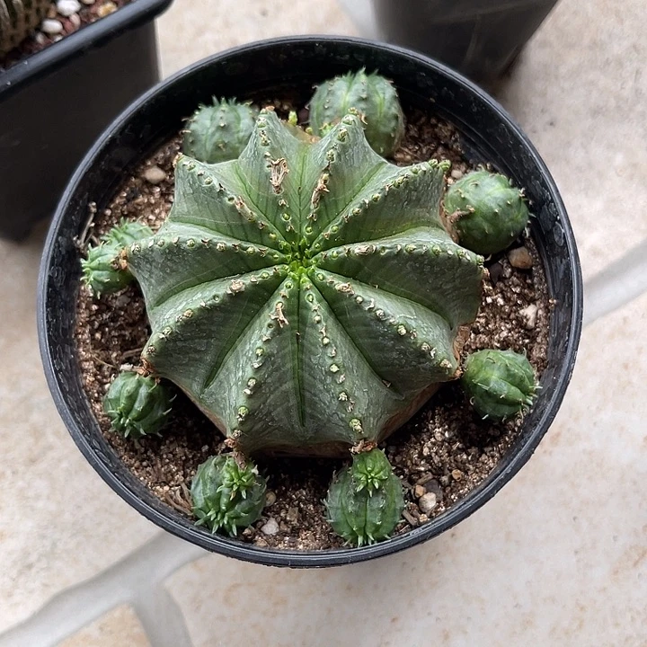 法利达大群一物一拍