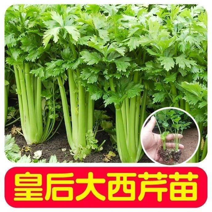 皇后芹菜苗西芹香芹根芹高产四季春秋盆栽阳台基地直发