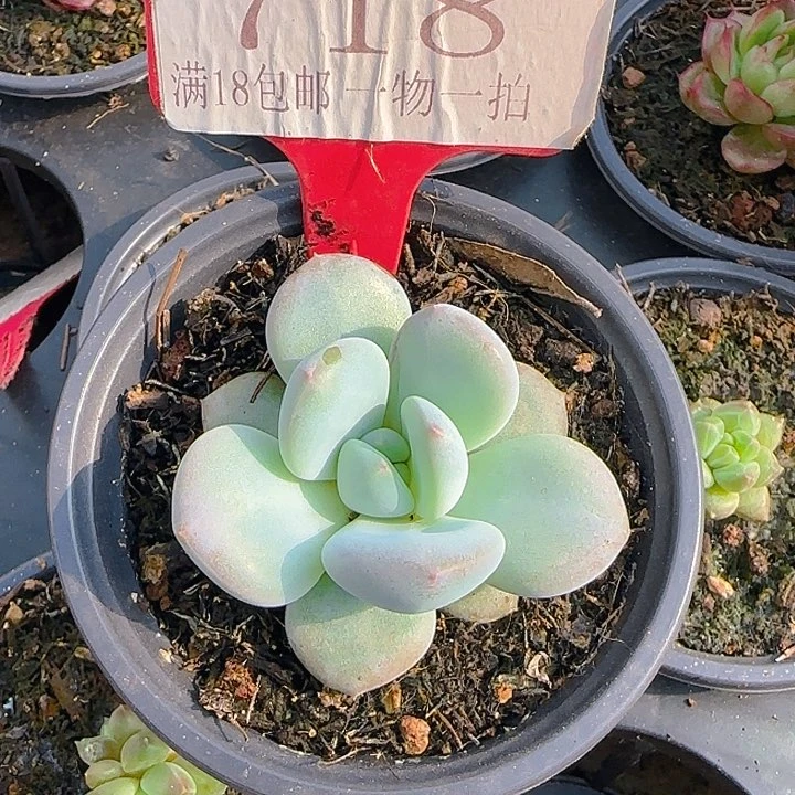 白胖美人718多肉植物