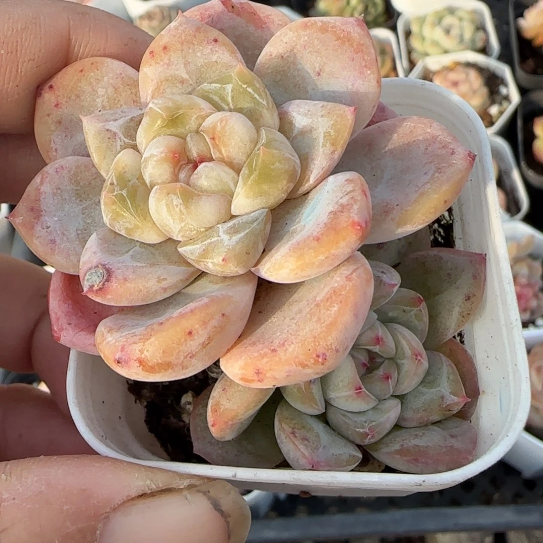 多肉小卡拉米糖心一物一拍