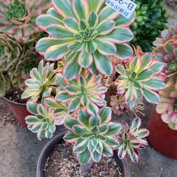 911围巾多肉12344678386768