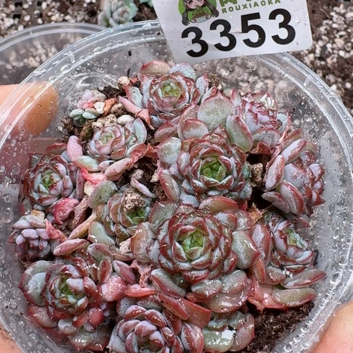 多肉植物多去植物