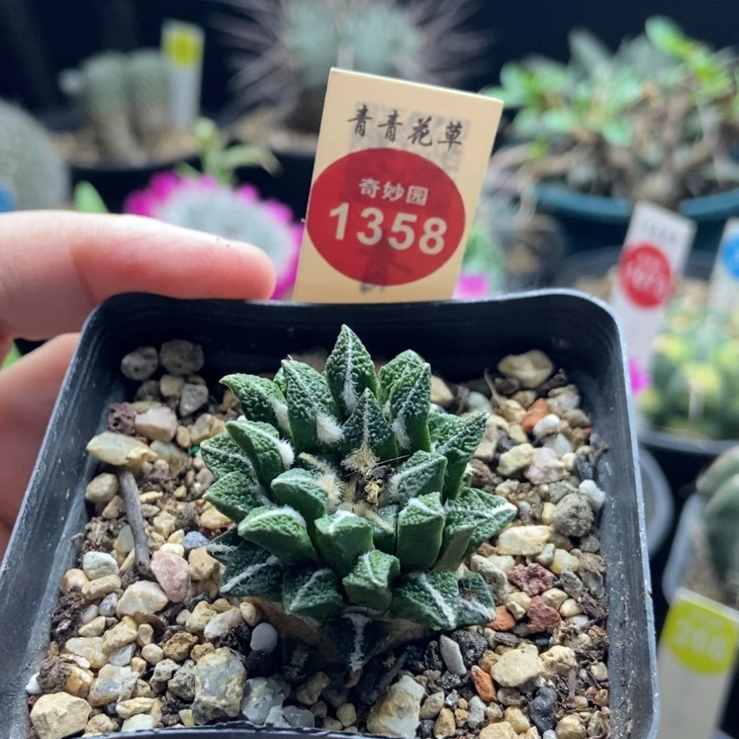 自根萝卜根黑牡丹一颗3.5cm