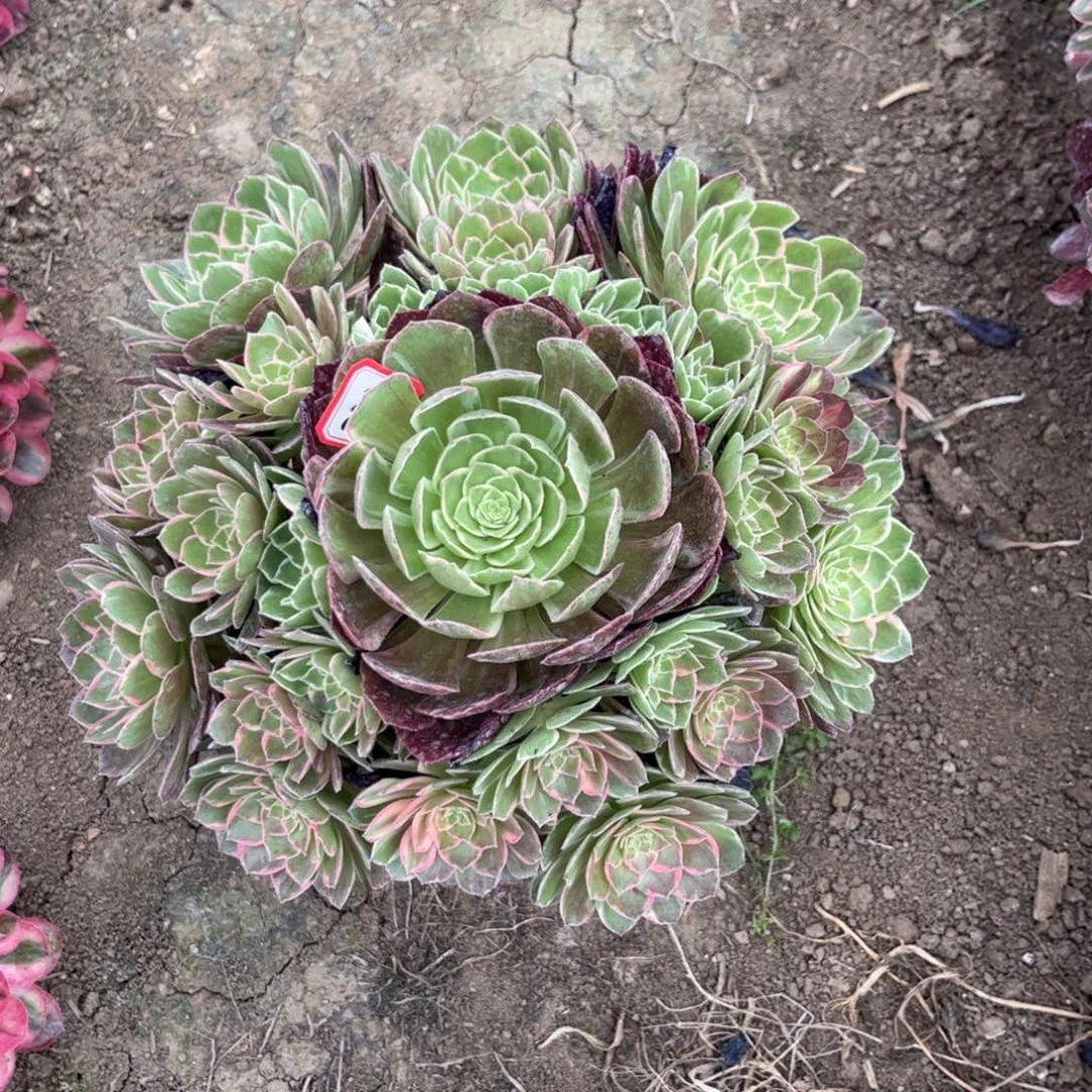 732多肉植物万花筒云南版