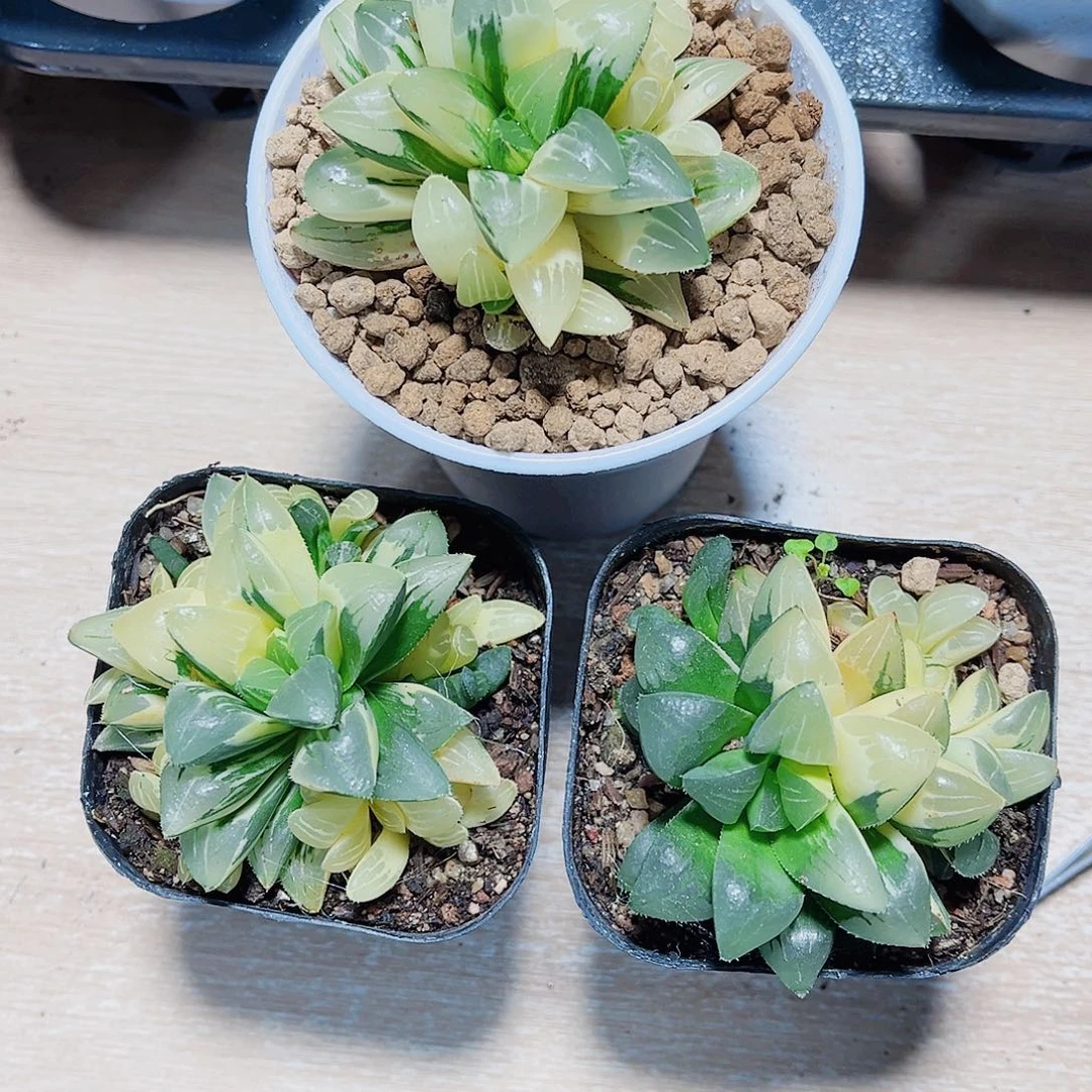 姬寿锦原盆原土一颗