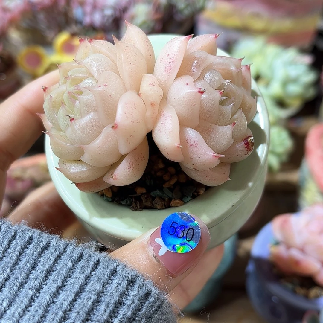 530 多肉含盆土30元包邮除偏远