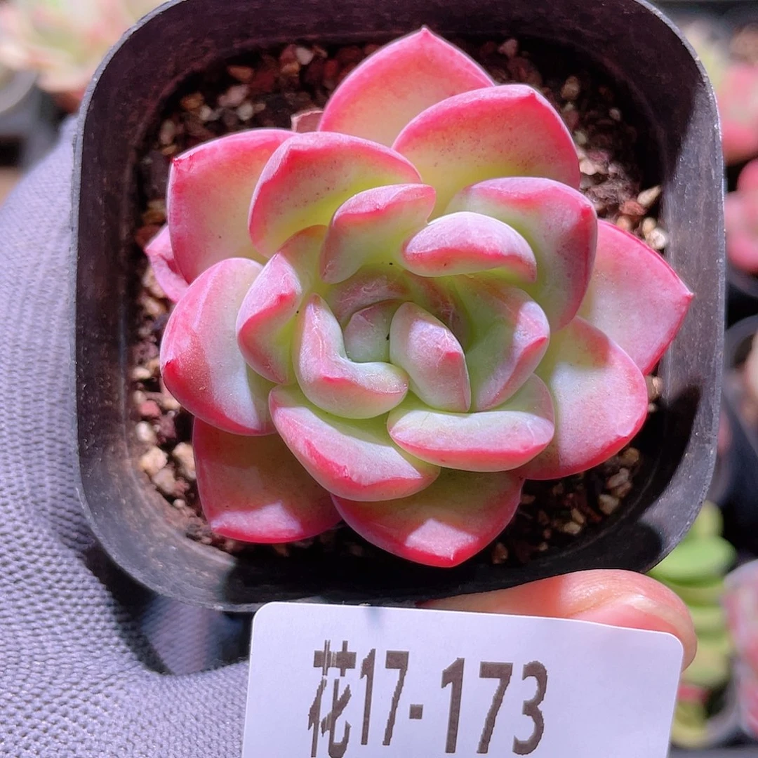 花利美17-173草莓泡芙
