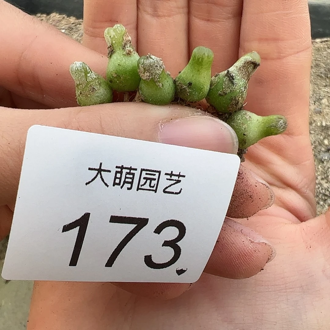 量拍以下1颗母本小葫芦。173