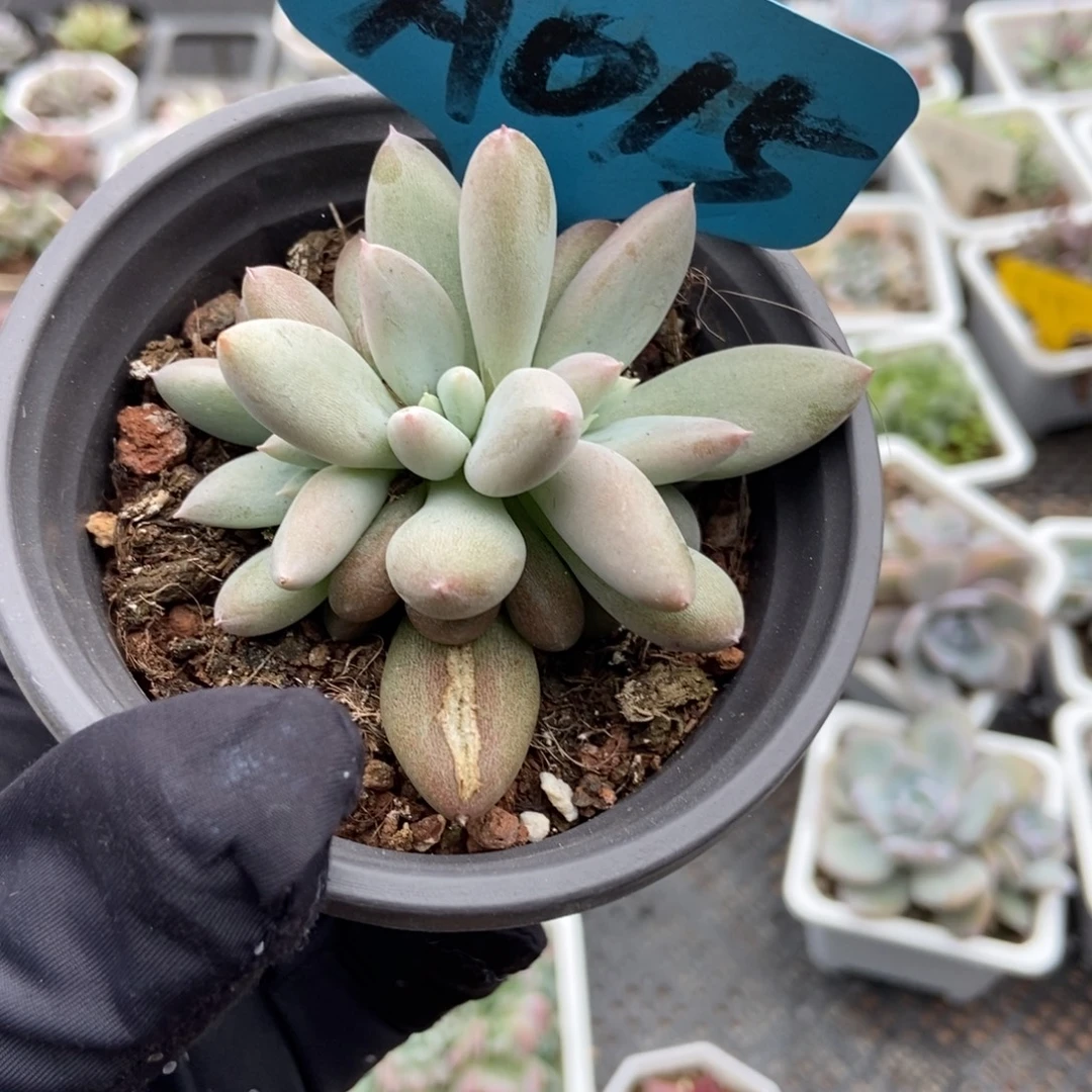 015哥特多肉植物多肉
