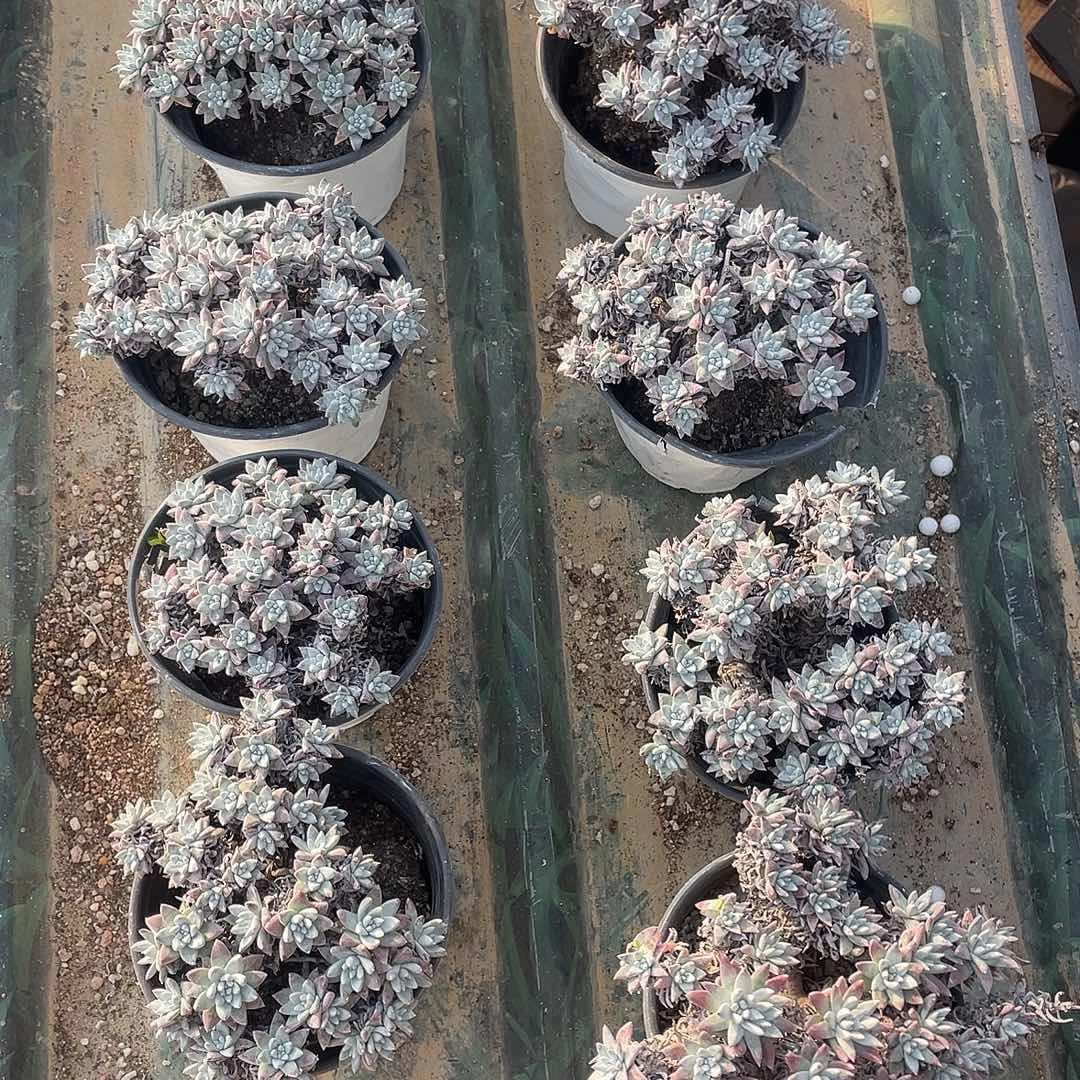 120盆白菊一物一拍瑕疵