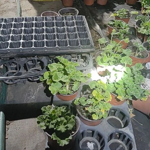 完全开放艾斯菲尔，优雅，皇后，粉花猫