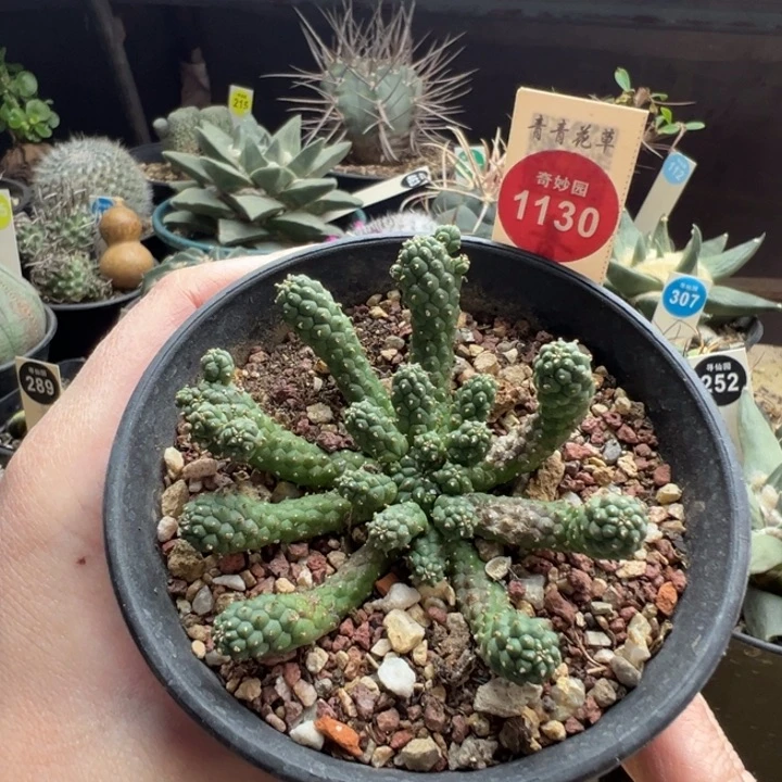 实生阎魔大戟有斑