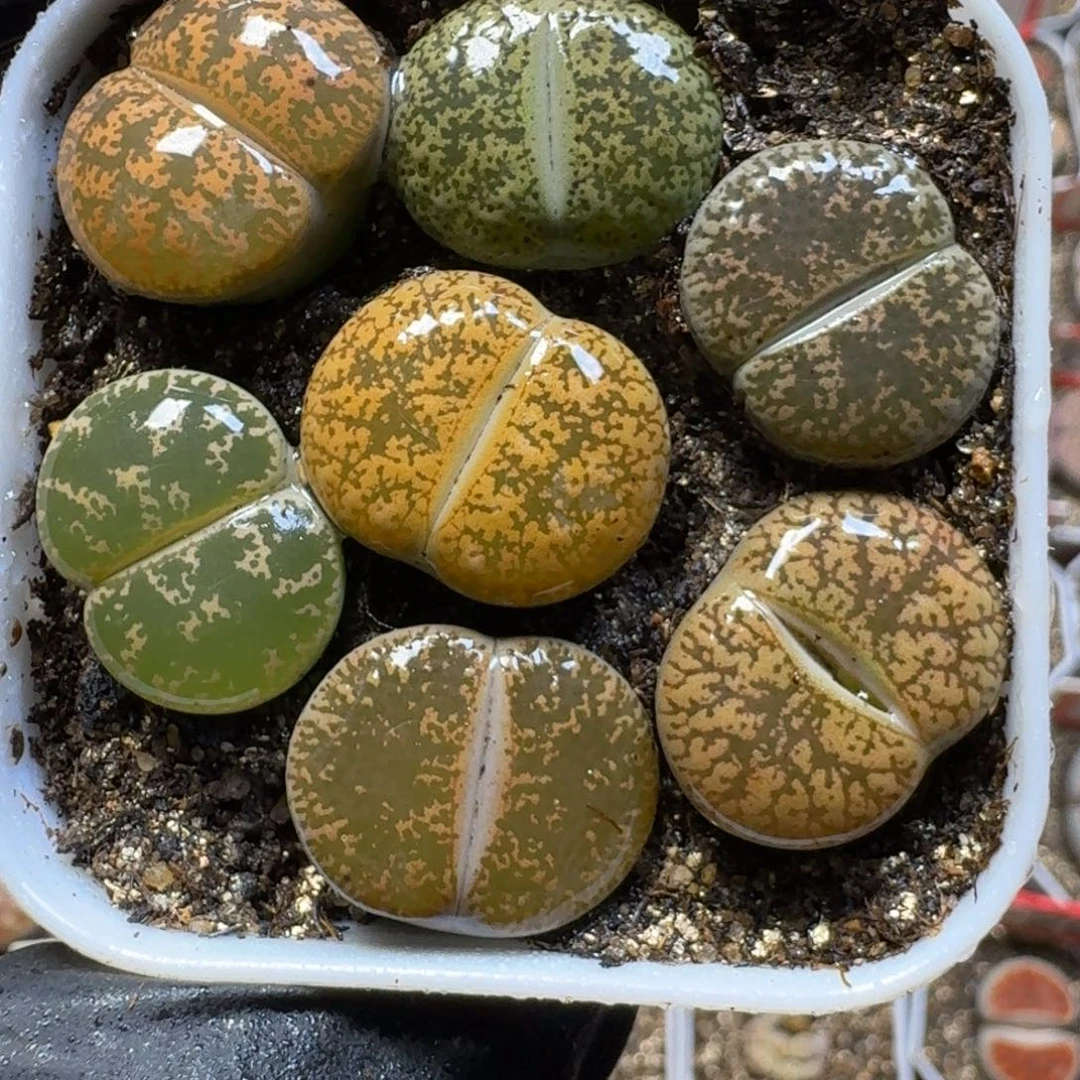 生石花111111。  280