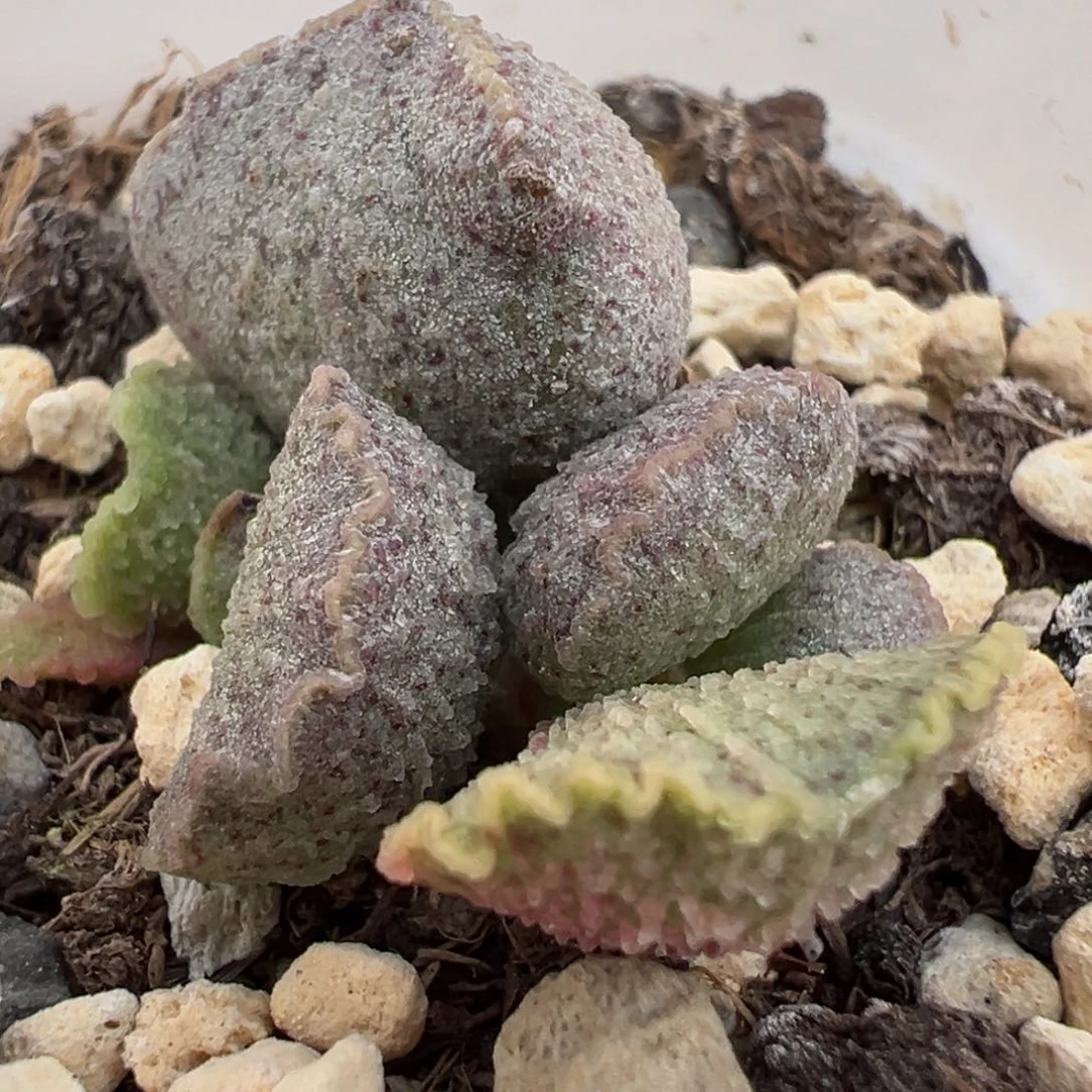 实生新品大苗多肉植物水泡多肉植物