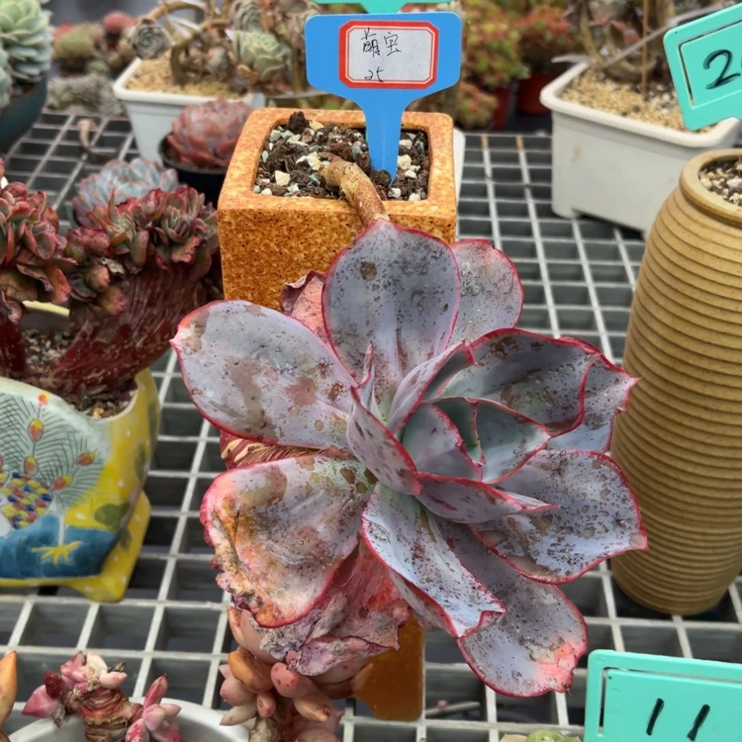 小雨多肉肯尼迪悬崖