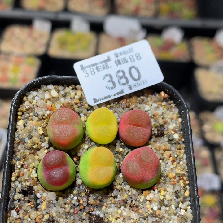 zzz精品生石花380