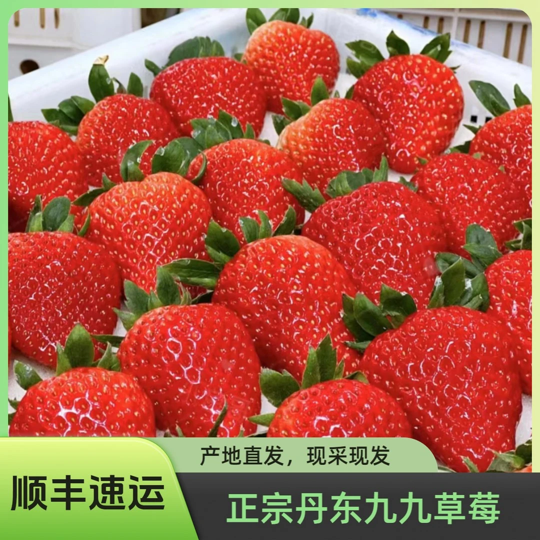 【牛奶草莓】正宗丹东九九红颜奶油大草莓核心产区孕妇可食顺丰空运