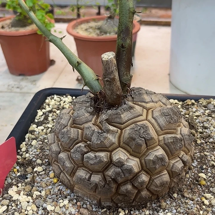 汤圆植物龟甲龙T10