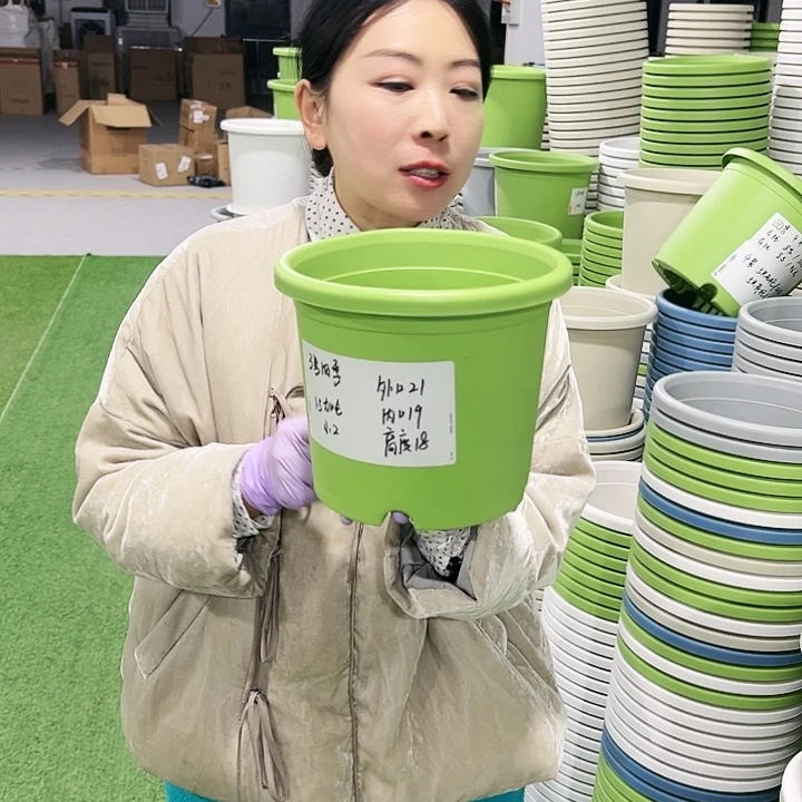 特价3号四季口21高18果绿10只无托
